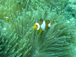 Clown Fish