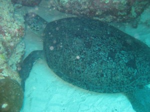 Schlafende Schildkröte