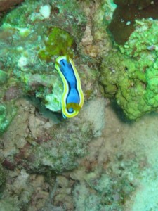 Nacktschnecke / Nudi branch