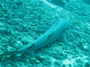 White Tip Reef Shark