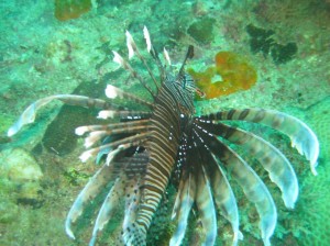 Common Lionfish