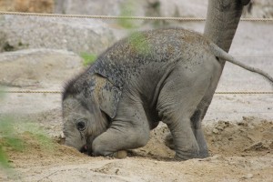 Elefant
