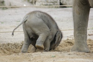 Elefant