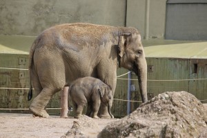 Elefant