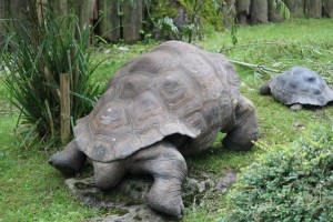 Galápagos-Riesenschildkröte