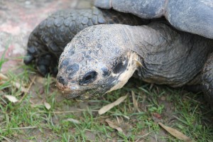Galápagos-Riesenschildkröte
