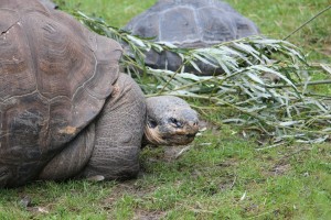 Galápagos-Riesenschildkröte