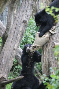 Brillenbären beim Essen