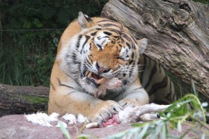 Der Vater genießt Kaninchen zum Mittagessen