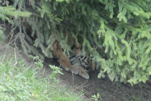 Der Nachwuchs hat sich leider gut im Gebüsch versteckt