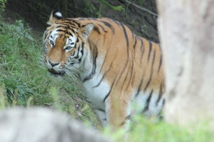 Die Mutter passt auf die Kleinen auf