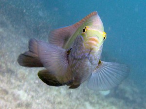 Fisch überrascht von der Kamera