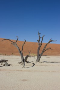 Toter Baum im Deadvlei