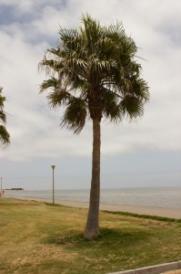 Palme in Walvis Bay