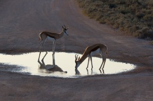 Springbock