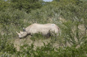 Spitzmaulnashorn