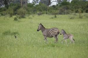 Zebra mit Nachwuchs