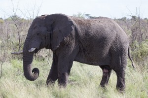 Elefant