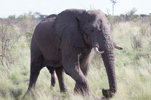 Elefant